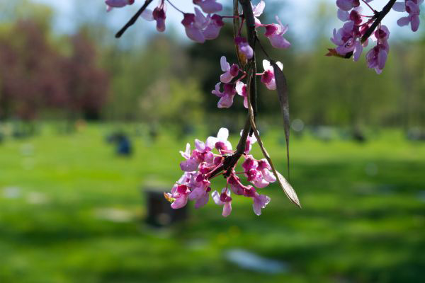 Spring at All Saints